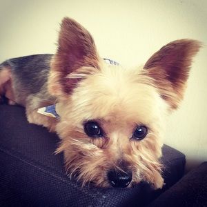 Meet your Posher, Melissa